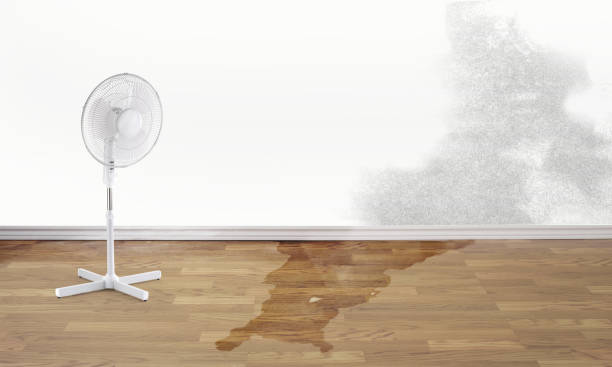 Best Flood damage cleanup  in Dawson, MN